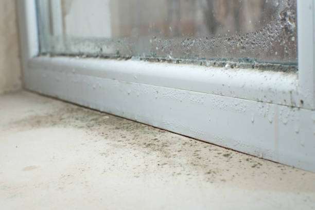 Trusted Folsom, CA Mold Removal Experts